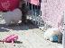 PoulaTo: Teacup Pomeranian Puppies